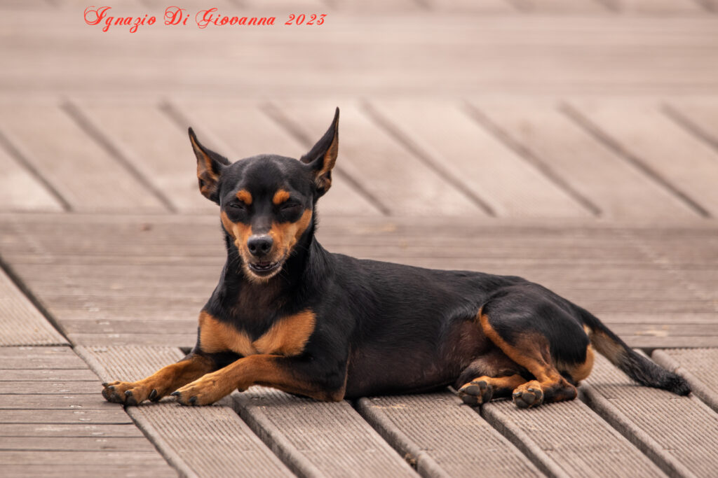 Cane in Relax