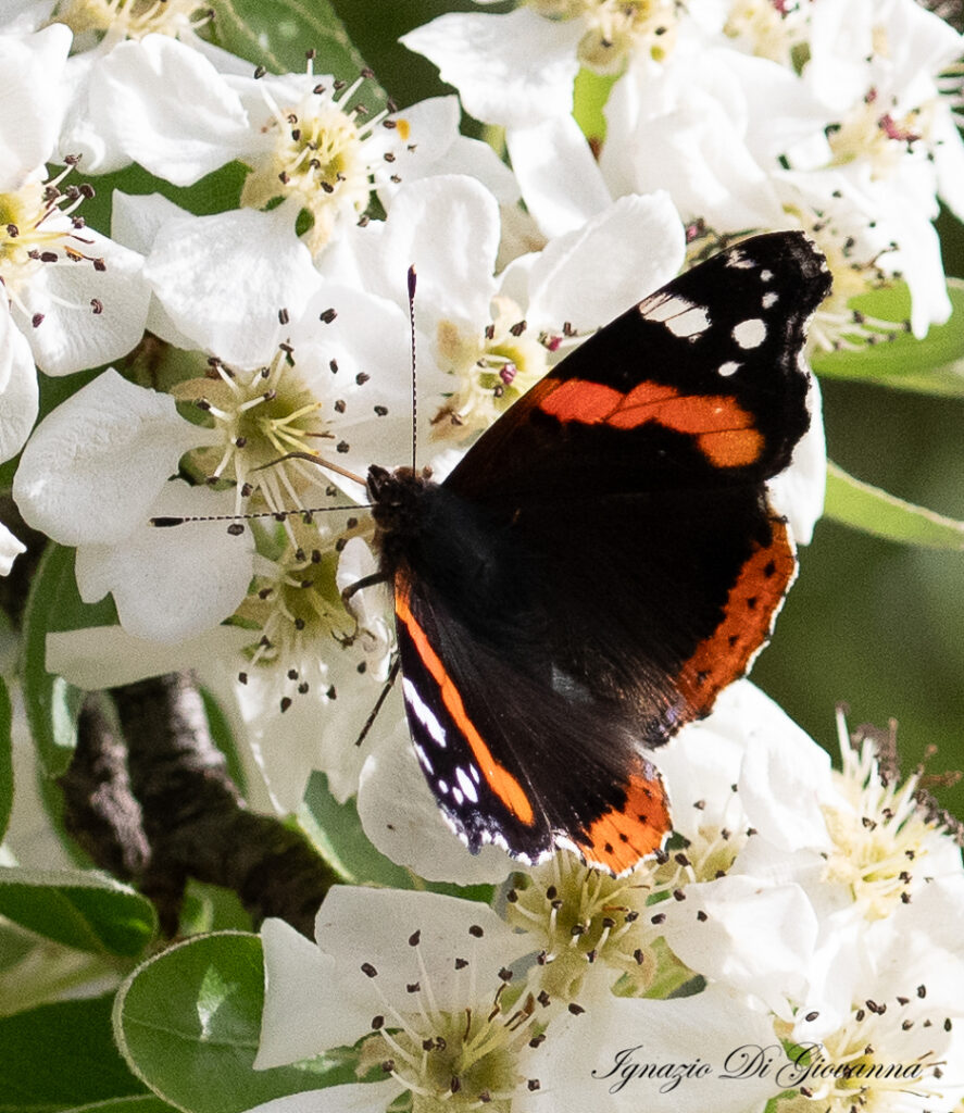 Farfalla su Fiori Bianchi