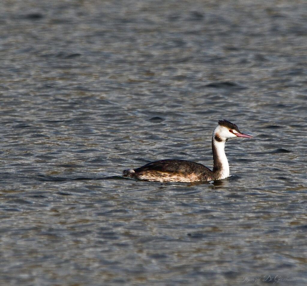 Svasso in Acqua