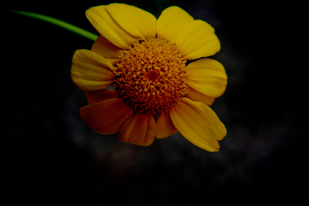 Fiore giallo in primo piano