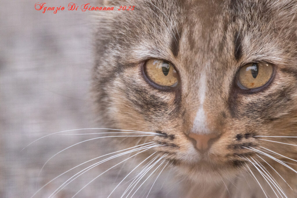 Occhi intensi di un gatto
