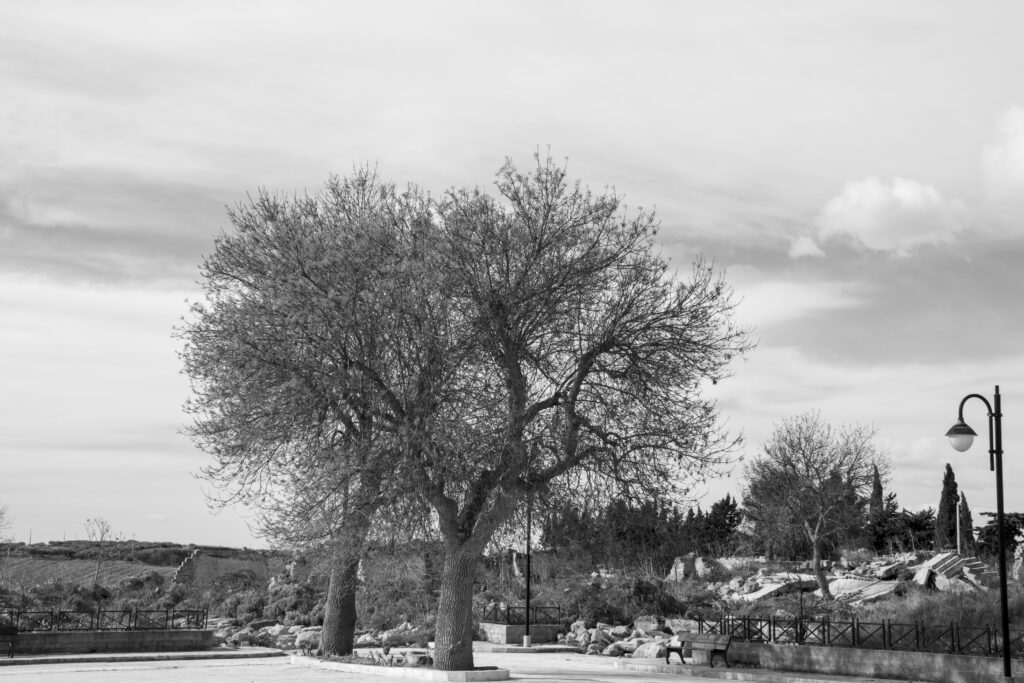 Albero solitario in bianco e nero
