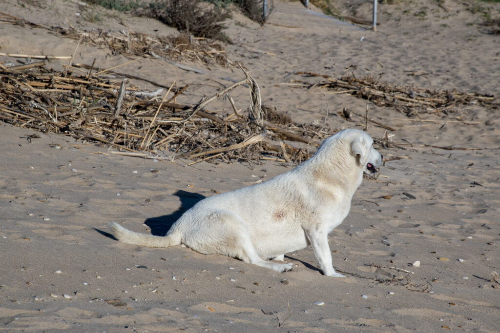 Cane bianco sulla sabbia