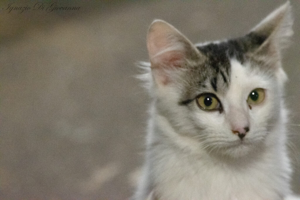 Gatto curioso