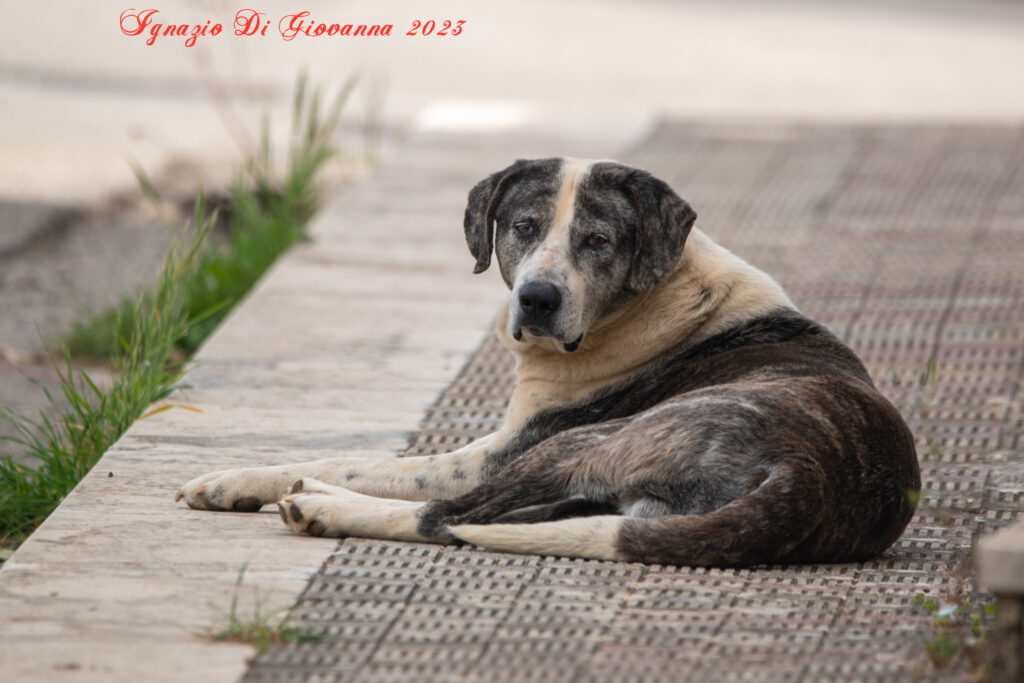 Cane randagio in posa
