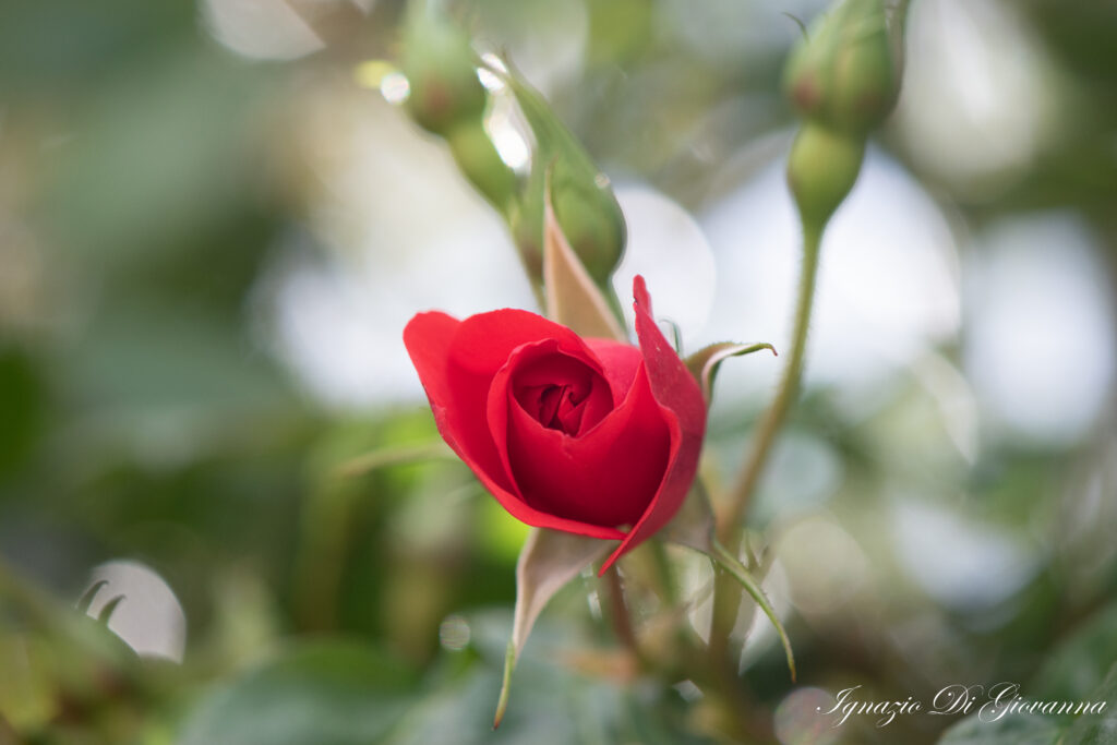 Sfumature di passione