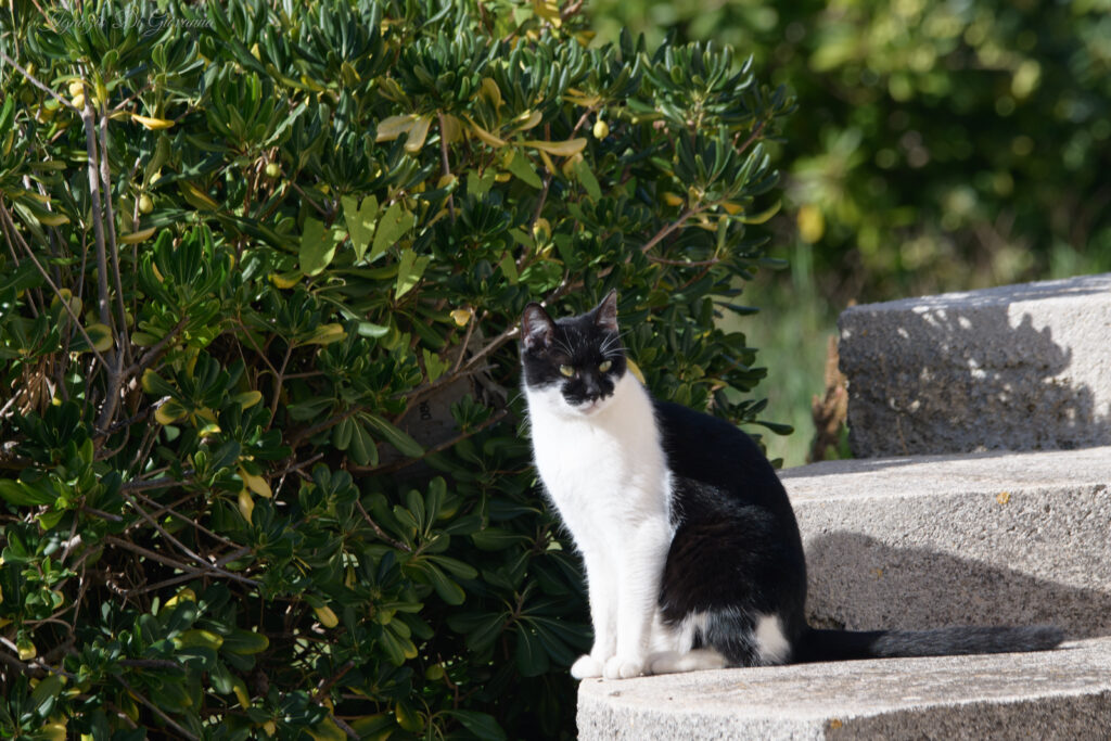 Gatto nel giardino