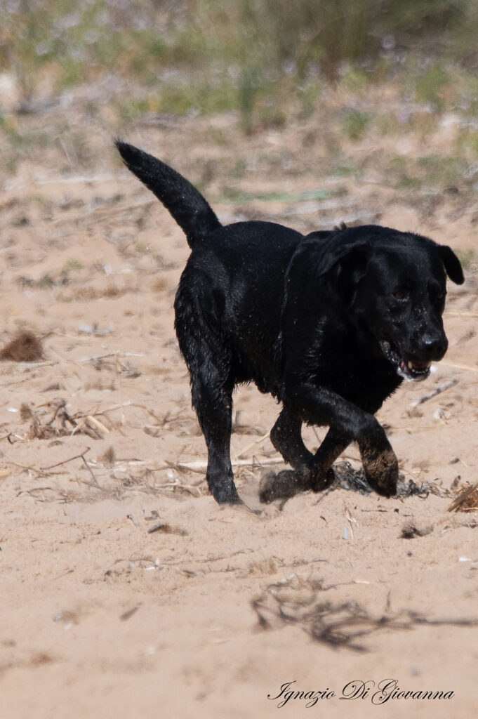 Cane giocoso