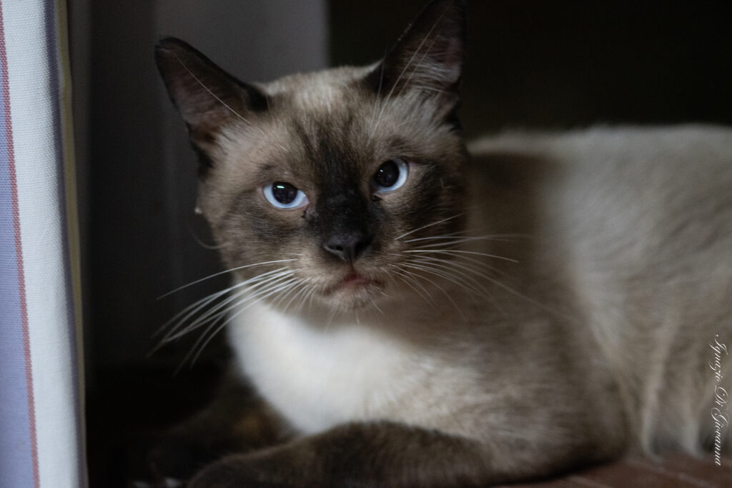Gatto dagli occhi blu
