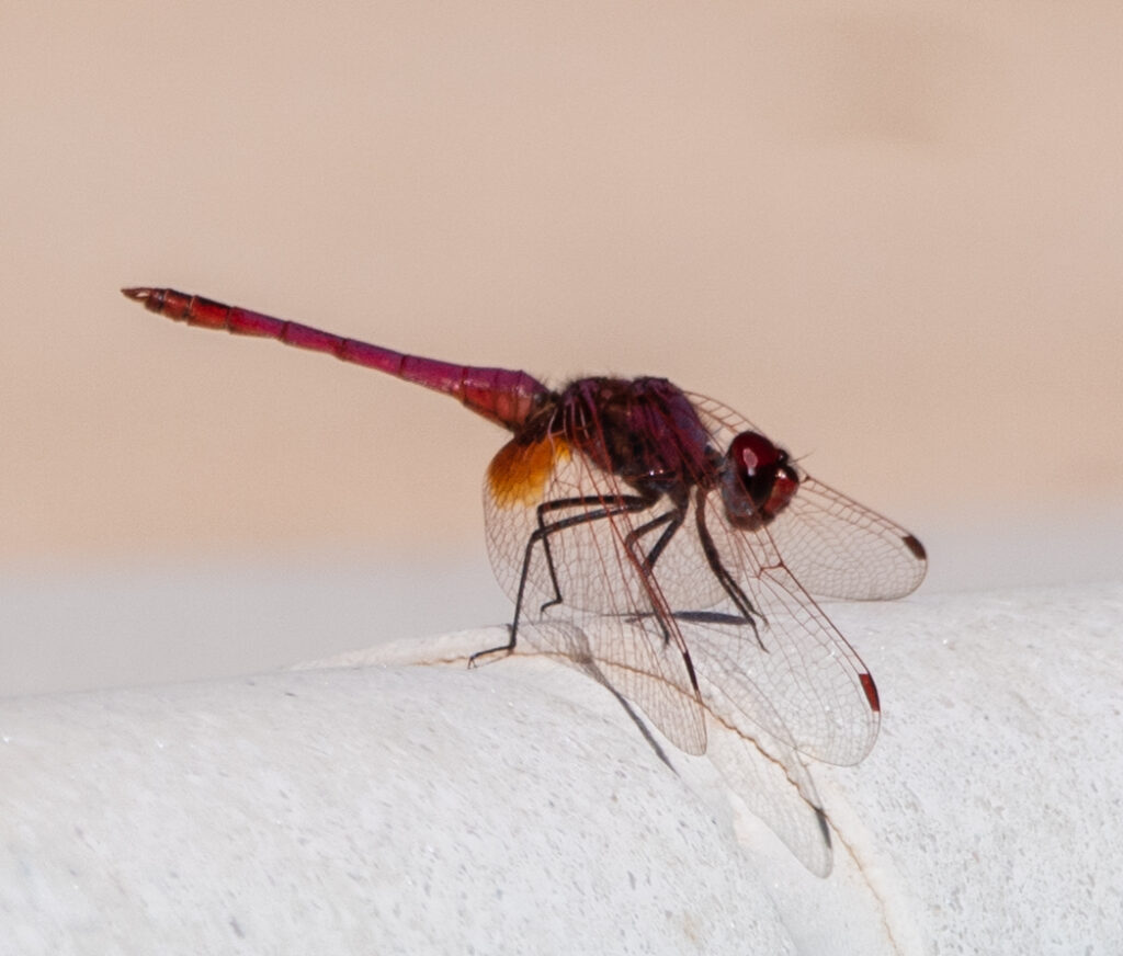Eleganza Alata: La Libellula Scarlatta in Primo Piano