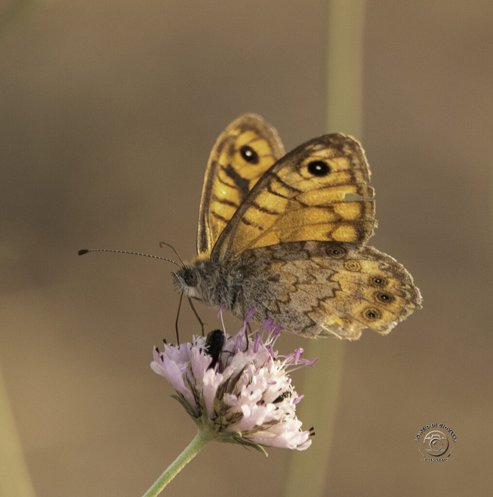 Eleganza Effimera: La Danza della Natura