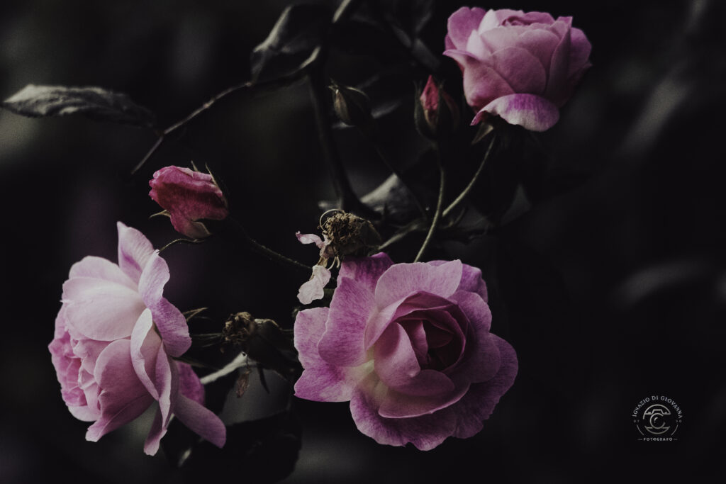 L’eleganza della rosa: bellezza senza tempo tra luce e ombra
