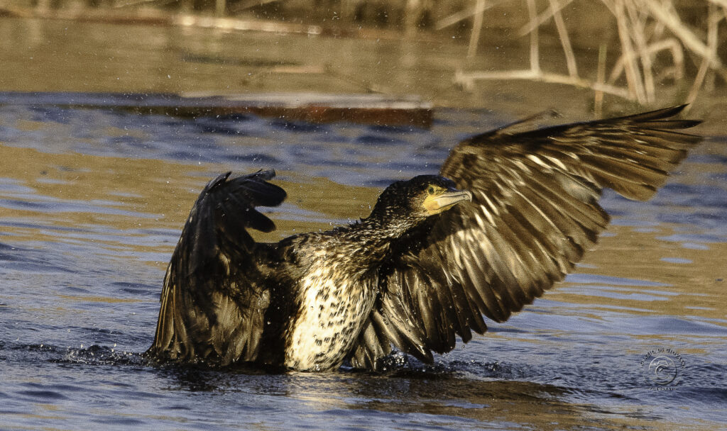 Librarsi tra luce e acqua: l’eleganza del cormorano