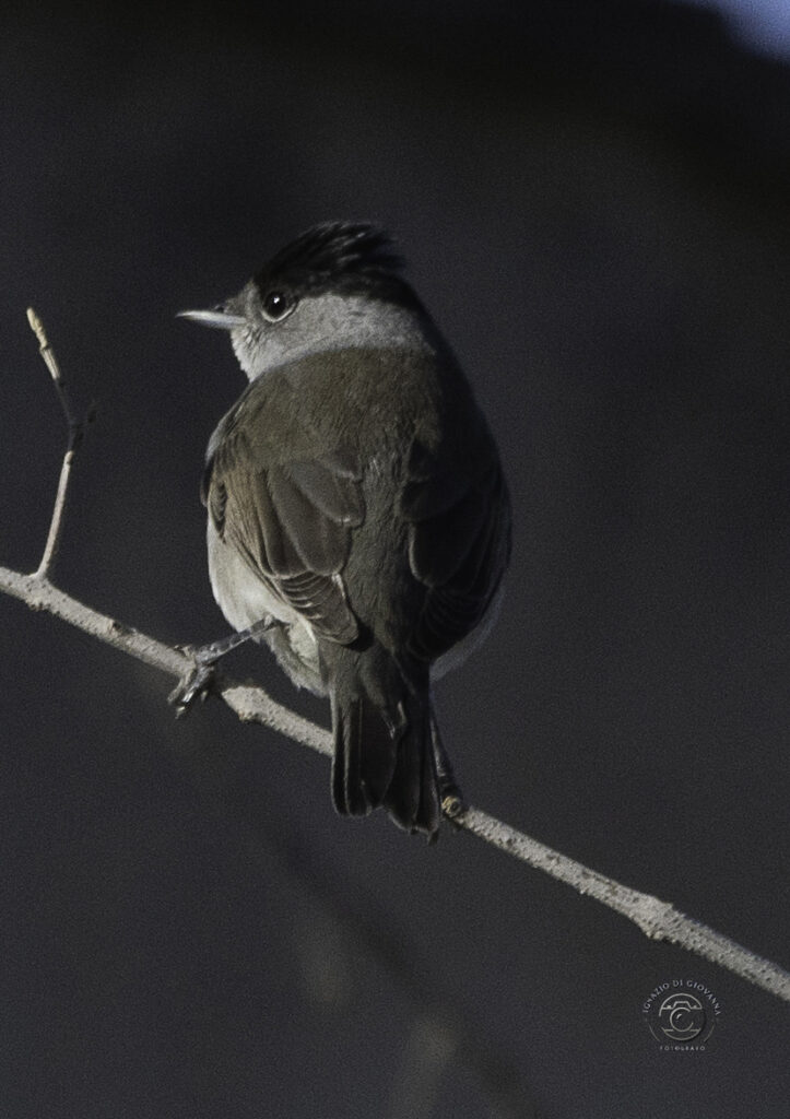 Capinera: L’eleganza discreta della natura.