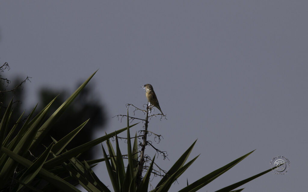 Uccello solitario sulla cima di un albero