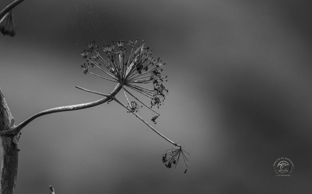 Fiore essiccato in bianco e nero