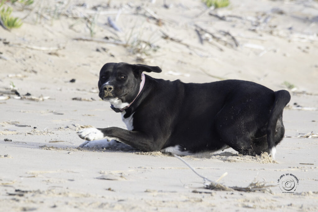 Cane giocoso sulla spiaggia