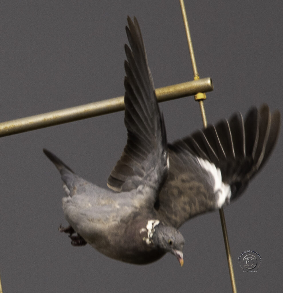 Piccione in volo