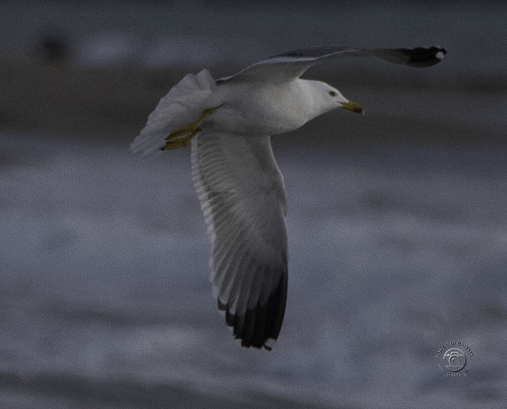 Gabbiano in volo