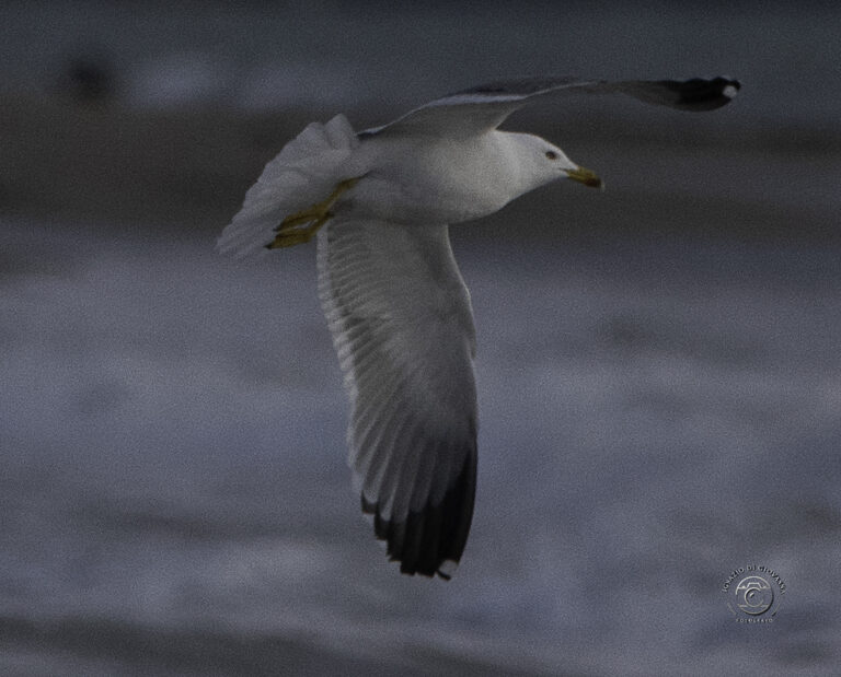 Gabbiano in volo