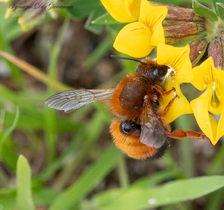 Ape su un fiore giallo