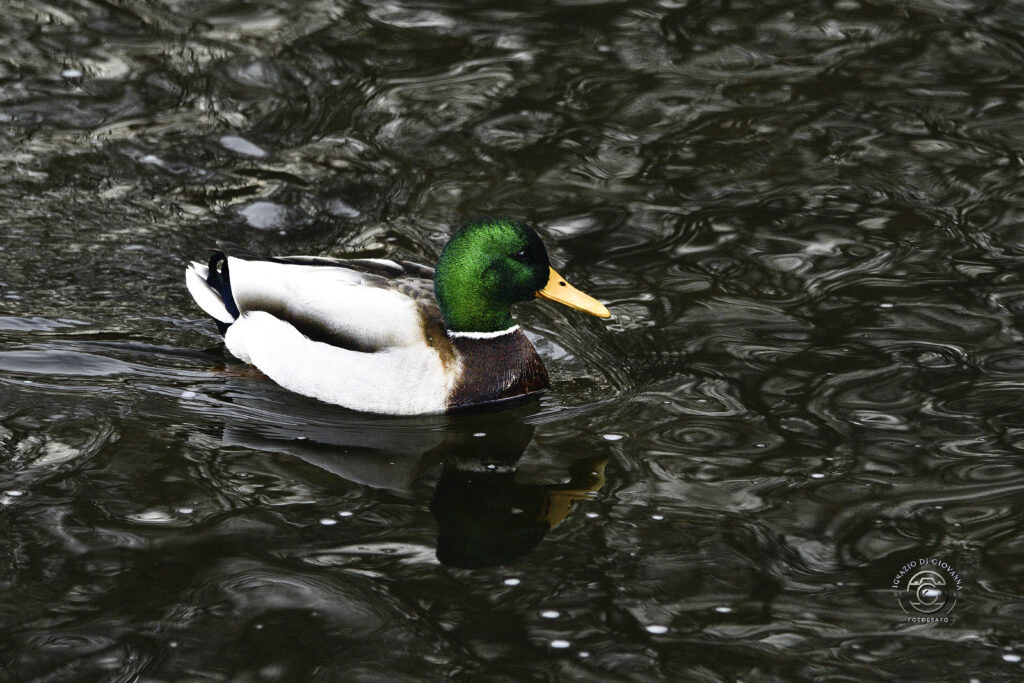 Germano reale sull’acqua