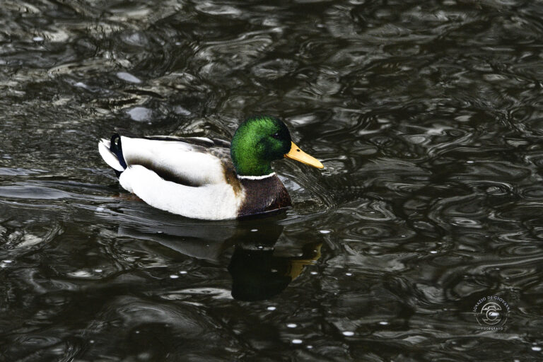 Germano reale sull’acqua