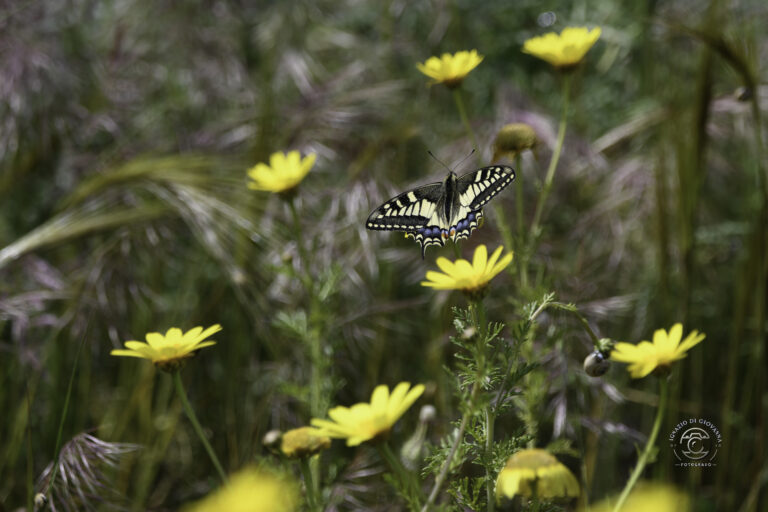 Farfalla tra i Fiori di Campo