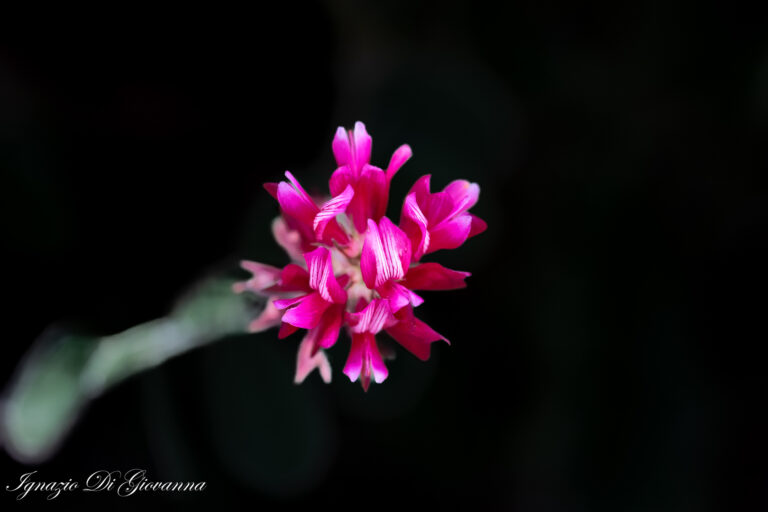 Fiore in sospeso