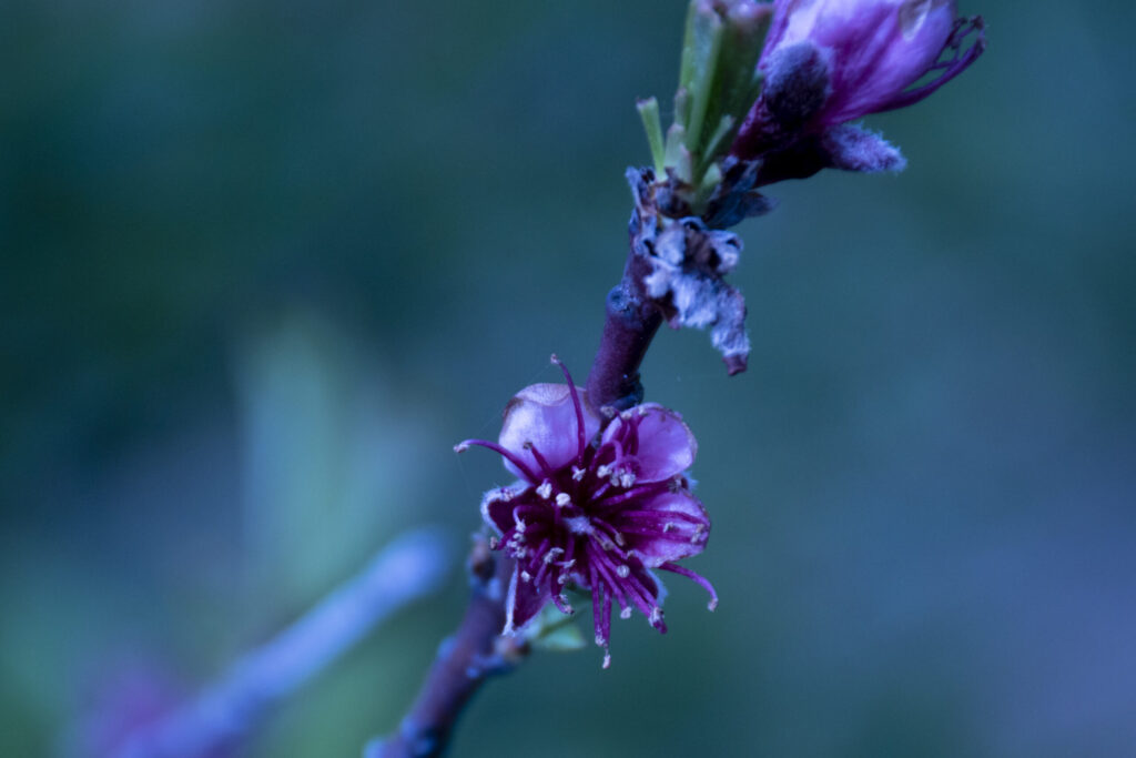 Fioritura silenziosa