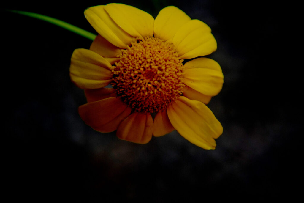 Disco giallo