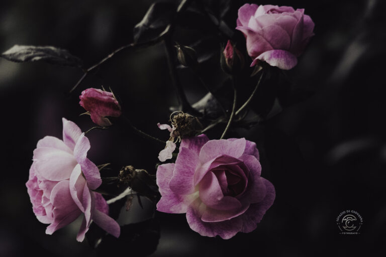 Rose in penombra