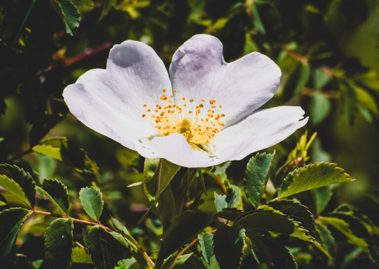 Fiore in luce