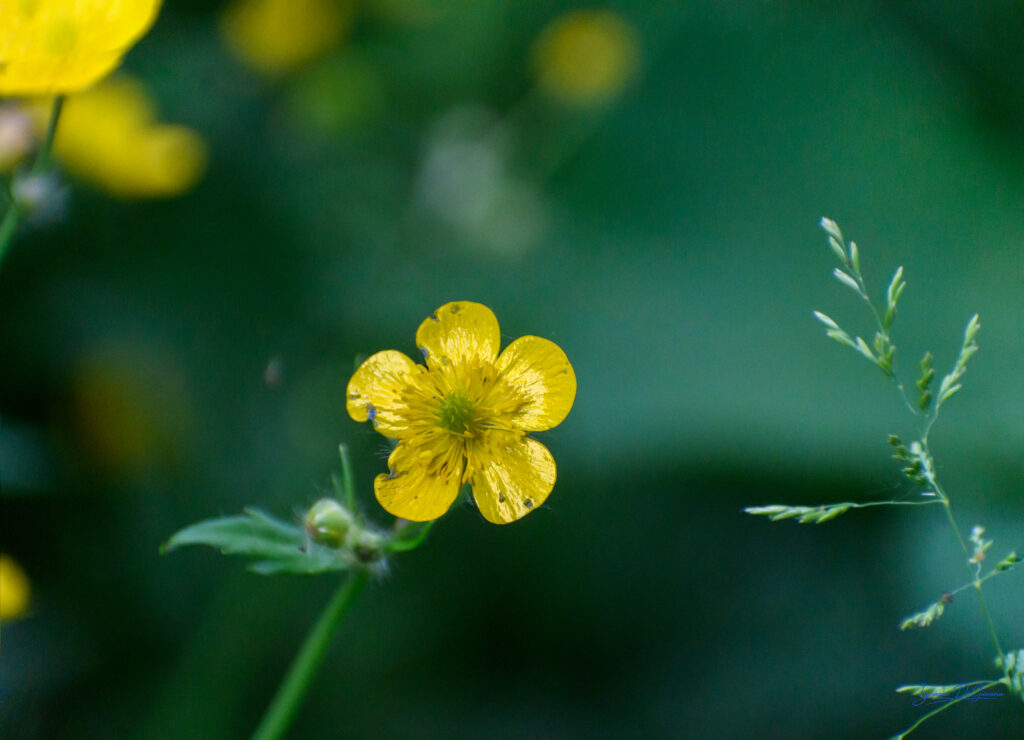 Fiore nel verde