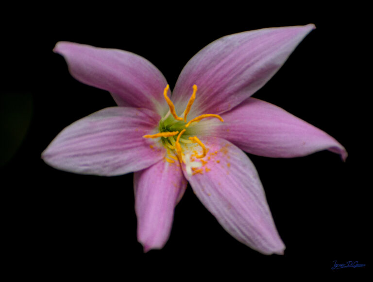 Fiore in sospensione