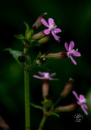 Fioritura minima su fondo scuro