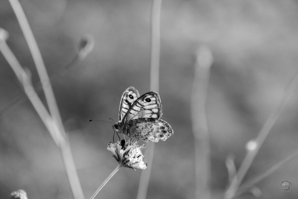 Fragile sospensione