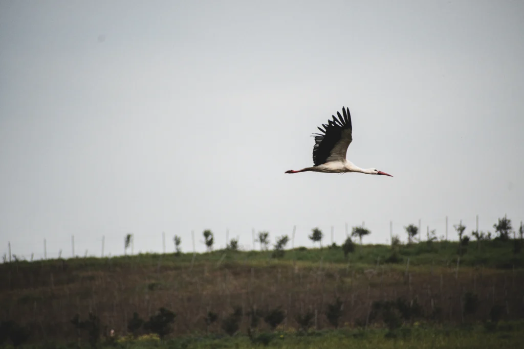Cicogna Bianca in Volo sul Paesaggio