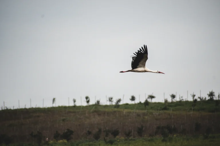 Cicogna Bianca in Volo sul Paesaggio