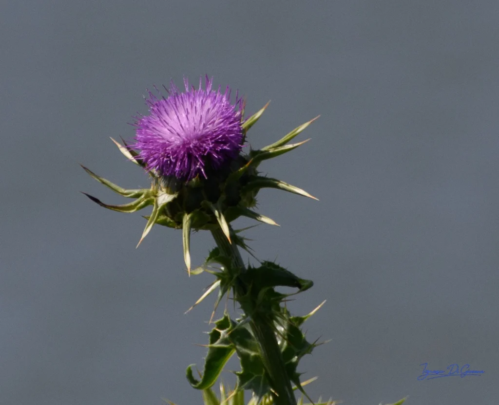 Fiore di cardo viola isolato