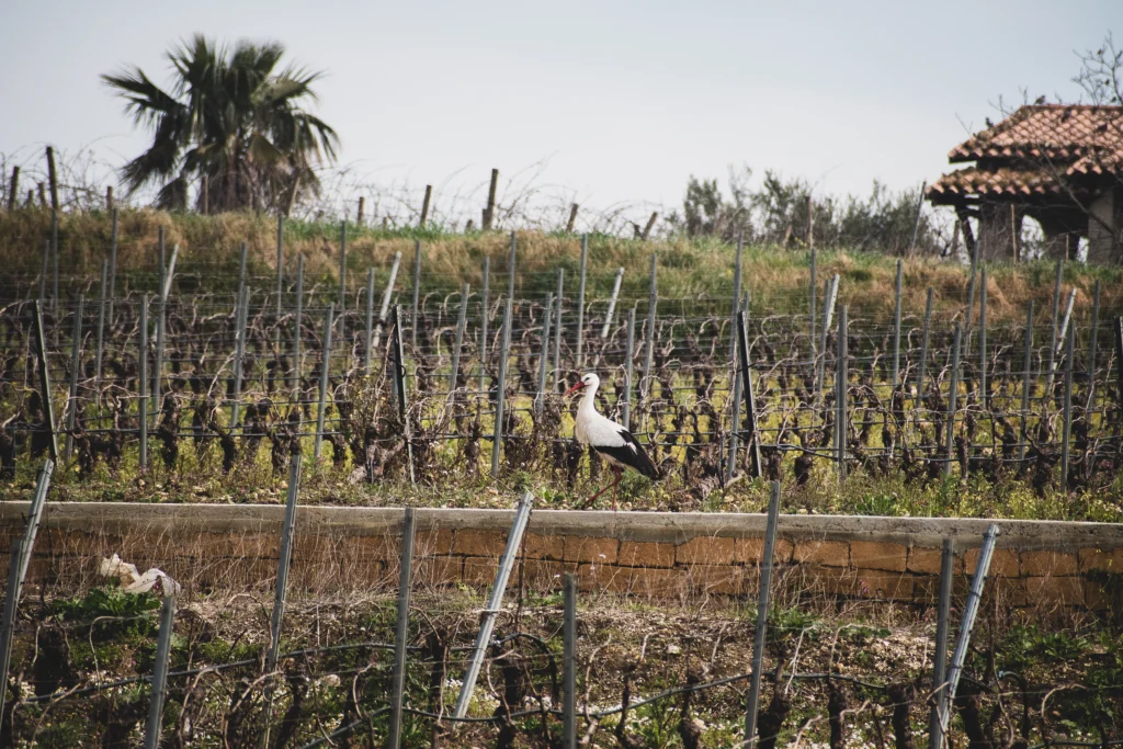 Cicogna tra vigneti primaverili
