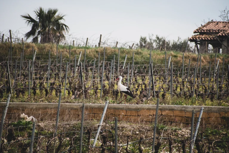 Cicogna tra vigneti primaverili