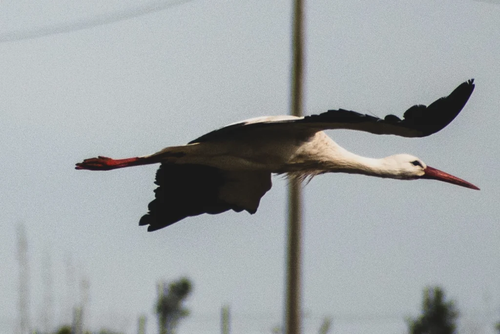 Cicogna in volo beccato di profilo