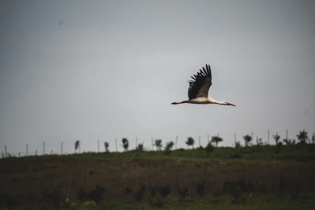 Cicogna in volo orizzontale