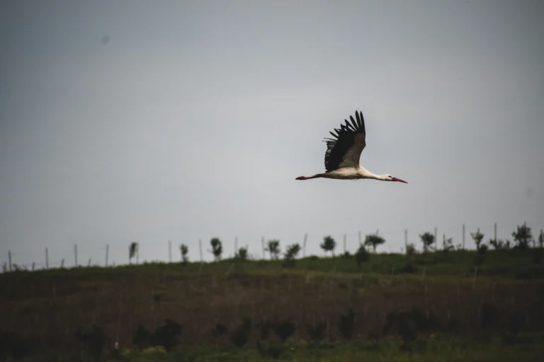Cicogna in volo orizzontale
