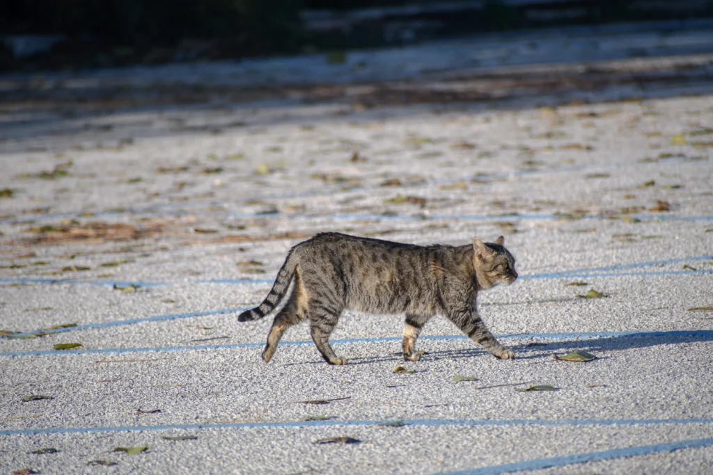 Gatto randagio in cammino su terreno urbano