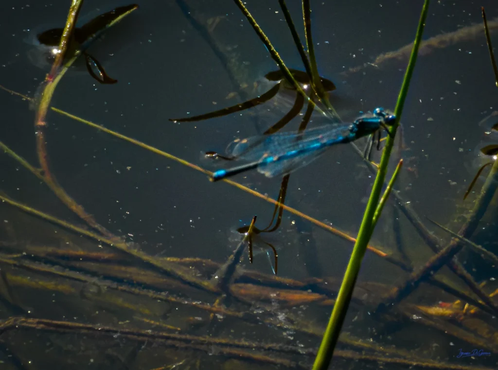 Libellula azzurra sull'erba acquatica
