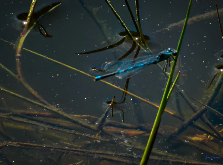 Libellula azzurra sull'erba acquatica