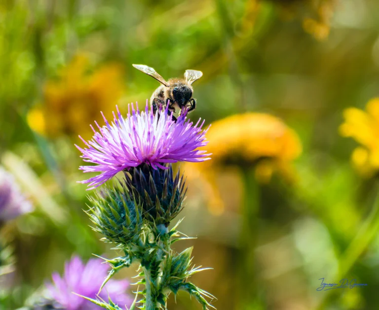 Ape su fiore viola spinoso