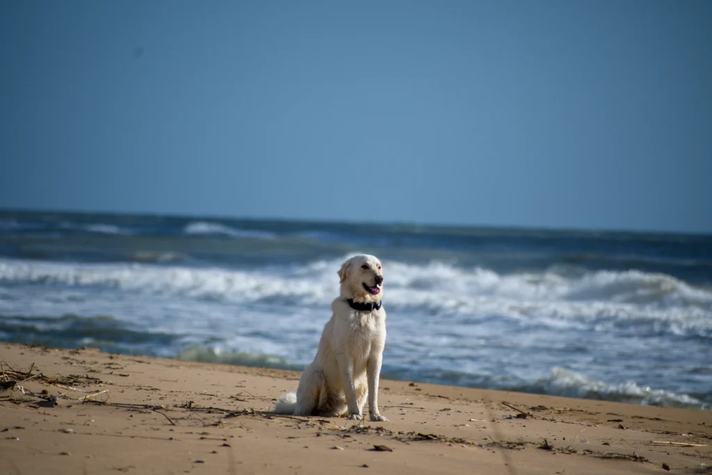 Cane seduto sulla spiaggia al mare